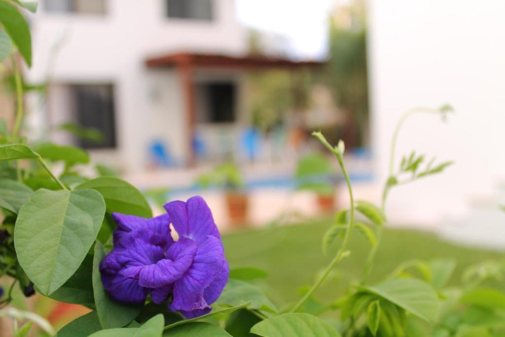 Green Oasis Home Boutique Playa del Carmen Kamer foto