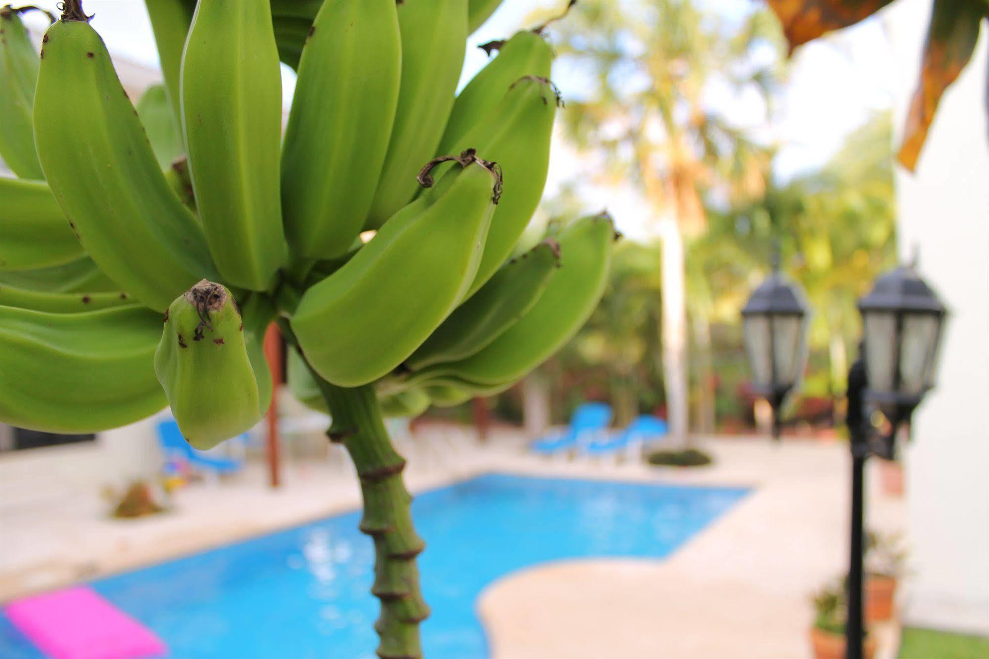 Green Oasis Home Boutique Playa del Carmen Buitenkant foto